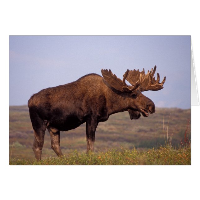 eland, Alces alces, stier met grote gewei (Voorkant Horizontaal)