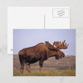 eland, Alces alces, stier met grote gewei Briefkaart (Voorkant / Achterkant)