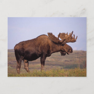 eland, Alces alces, stier met grote gewei Briefkaart