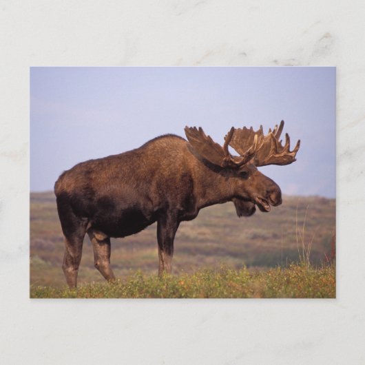 eland, Alces alces, stier met grote gewei Briefkaart (Voorkant)