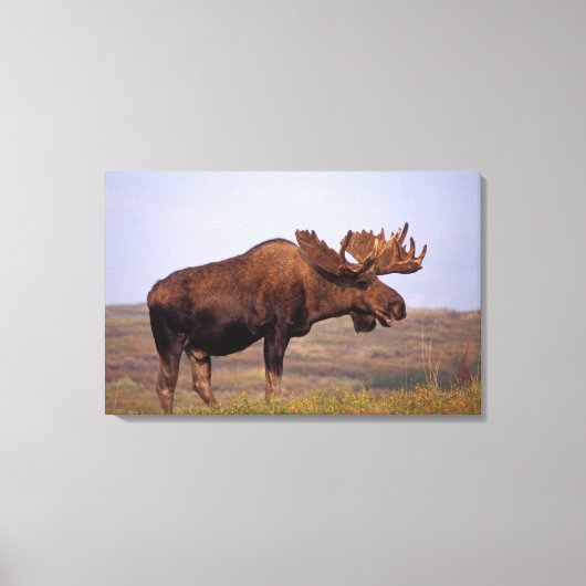 eland, Alces alces, stier met grote gewei Canvas Afdruk (Voorkant)
