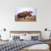 eland, Alces alces, stier met grote gewei Canvas Afdruk (Insitu (Slaapkamer))