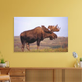 eland, Alces alces, stier met grote gewei Canvas Afdruk (Insitu (Woonkamer))