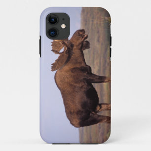 eland, Alces alces, stier met grote gewei Case-Mate iPhone Case