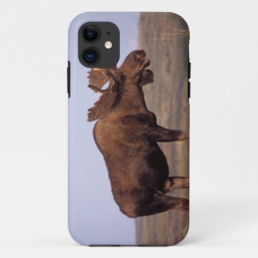 eland, Alces alces, stier met grote gewei Case-Mate iPhone Case (Achterkant)