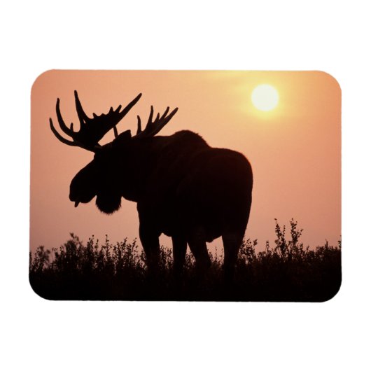 eland, Alces alces, stier met grote gewei, Magneet (Horizontaal)