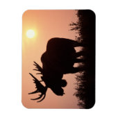 eland, Alces alces, stier met grote gewei, Magneet (Verticaal)