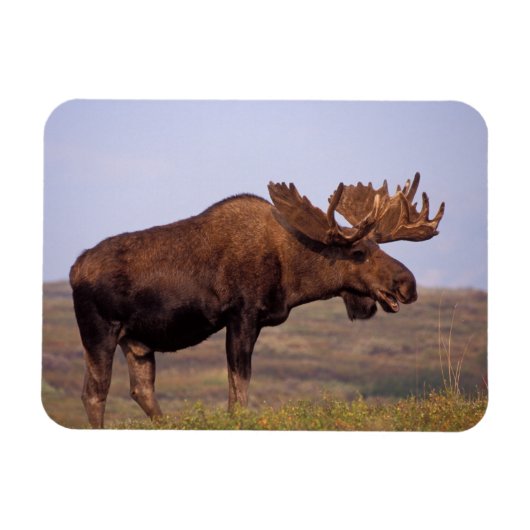 eland, Alces alces, stier met grote gewei Magneet (Horizontaal)