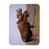 eland, Alces alces, stier met grote gewei Magneet (Verticaal)