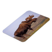 eland, Alces alces, stier met grote gewei Magneet (Linkerzijde)