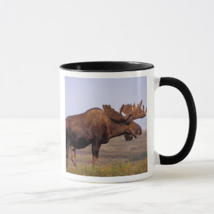 eland, Alces alces, stier met grote gewei Mok