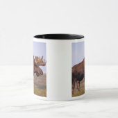 eland, Alces alces, stier met grote gewei Mok (Midden)