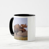 eland, Alces alces, stier met grote gewei Mok (Voorkant links)