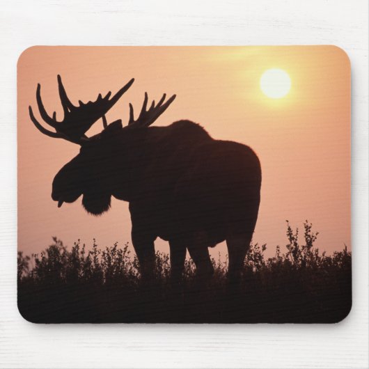 eland, Alces alces, stier met grote gewei, Muismat (Voorkant)