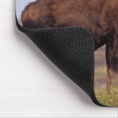 eland, Alces alces, stier met grote gewei Muismat (Hoek)