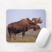 eland, Alces alces, stier met grote gewei Muismat (Met muis)