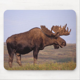 eland, Alces alces, stier met grote gewei Muismat