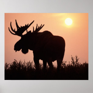 eland, Alces alces, stier met grote gewei, Poster