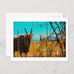 Eland Antelope Animal Zuid-Afrika ZA Briefkaart