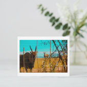 Eland Antelope Animal Zuid-Afrika ZA Briefkaart (Staand voorkant)