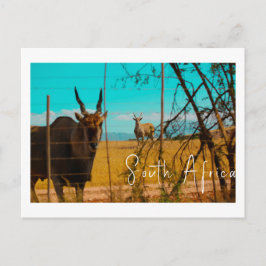 Eland Antelope Animal Zuid-Afrika ZA Briefkaart