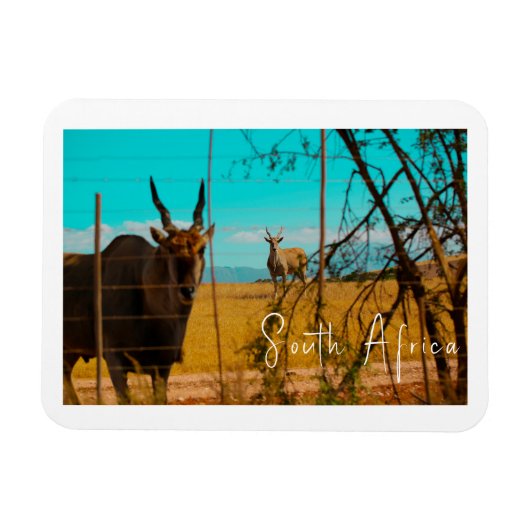 Eland Antelope Animal Zuid-Afrika ZA Magneet (Horizontaal)