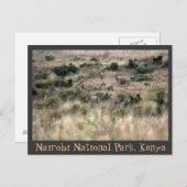Eland Antelopes in het Nationaal Park Nairobi, Ken Briefkaart (Voorkant / Achterkant)