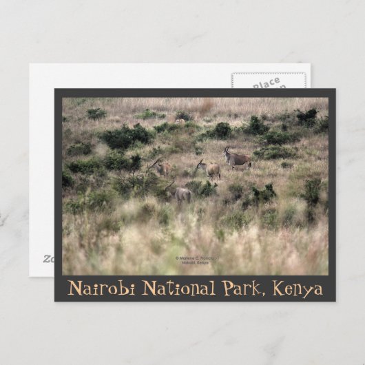 Eland Antelopes in het Nationaal Park Nairobi, Ken Briefkaart (Voorkant / Achterkant)