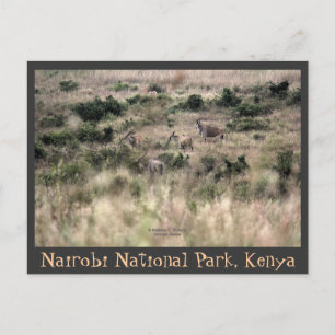 Eland Antelopes in het Nationaal Park Nairobi, Ken Briefkaart
