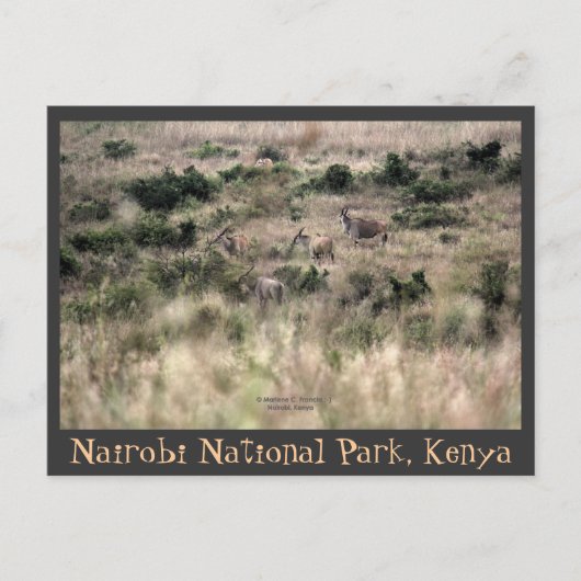 Eland Antelopes in het Nationaal Park Nairobi, Ken Briefkaart (Voorkant)