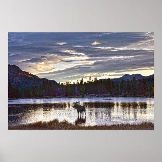 Eland bij Sprague Lake, Colorado Poster (Voorkant)