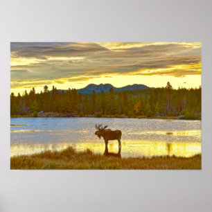 Eland bij Sprague Lake, Colorado, zonsopgang Poster