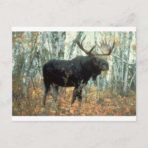 Eland Bos Bomen Park Dier Wilde Dieren Kunst Briefkaart