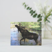 Eland Briefkaart (Staand voorkant)
