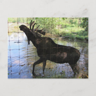 Eland Briefkaart