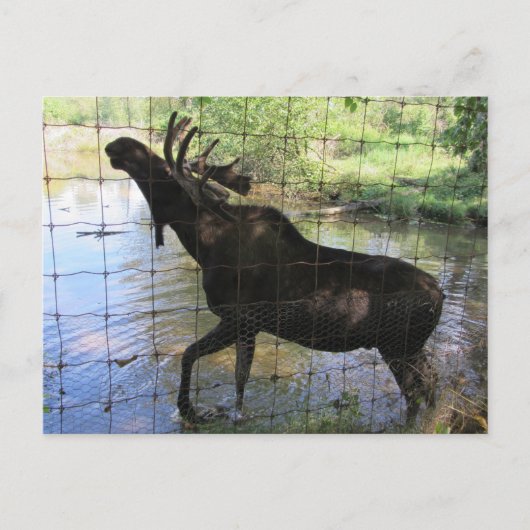 Eland Briefkaart (Voorkant)