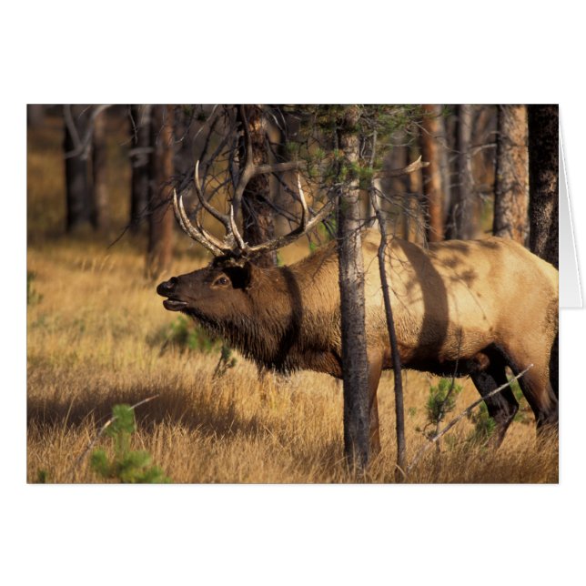 eland, Cervus elaphus, stier bazuint in een uitgeb (Voorkant Horizontaal)