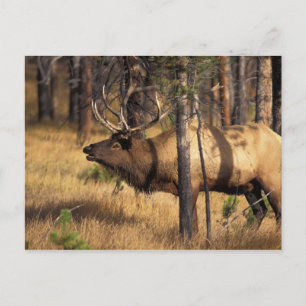 eland, Cervus elaphus, stier bazuint in een uitgeb Briefkaart