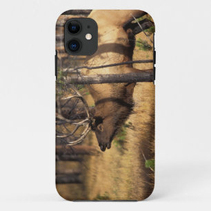 eland, Cervus elaphus, stier bazuint in een uitgeb iPhone 11 Hoesje