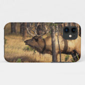eland, Cervus elaphus, stier bazuint in een uitgeb Case-Mate iPhone Case (Achterkant (horizontaal))
