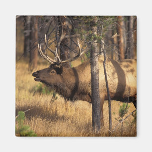 eland, Cervus elaphus, stier bazuint in een uitgeb Magneet