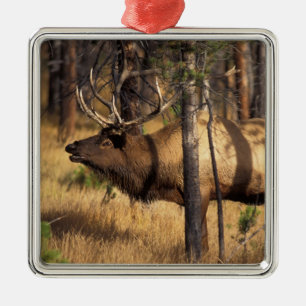 eland, Cervus elaphus, stier bazuint in een uitgeb Metalen Ornament