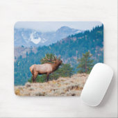 Eland (Cervus Elephus) mannetje burlen Muismat (Met muis)
