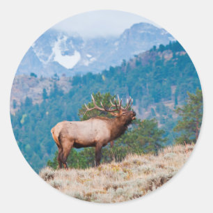Eland (Cervus Elephus) mannetje burlen Ronde Sticker