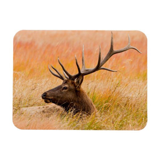 Eland (Cervus Elephus) Rustend In Weidegras Magneet (Horizontaal)