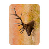 Eland (Cervus Elephus) Rustend In Weidegras Magneet (Verticaal)