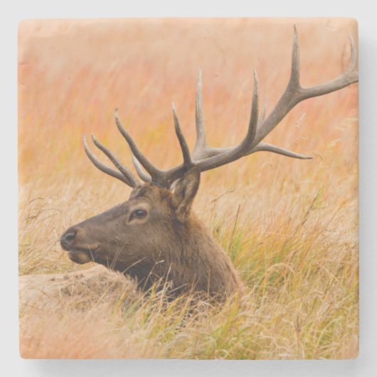 Eland (Cervus Elephus) rustend in weidegras Stenen Onderzetter (Voorkant)
