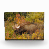 Eland | Denali National Park, Alaska Fotoblokken (Voorkant)
