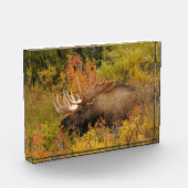 Eland | Denali National Park, Alaska Fotoblokken (Links)