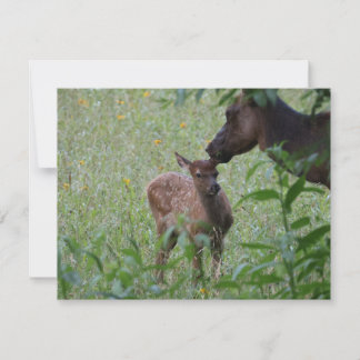 Eland en Kalf – Great Smoky Mountains Wildlife Notitiekaartje